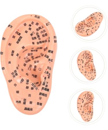 Gleavi Realistic Ear Model - Acupuncture & Massage Accessories | Science Teaching Materials & Medical PVC Model - Buy Online on GoSupps.com