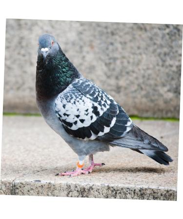 Ipetboom Baby Stuff 200 Pcs Pigeon Anklet Baby Clips Bird Ring Chicken Foot Ring for Pigeon African Gray Parrot The Bird 1.3X1.3CMx2pcs Orangex2pcs - Buy Online on GoSupps.com