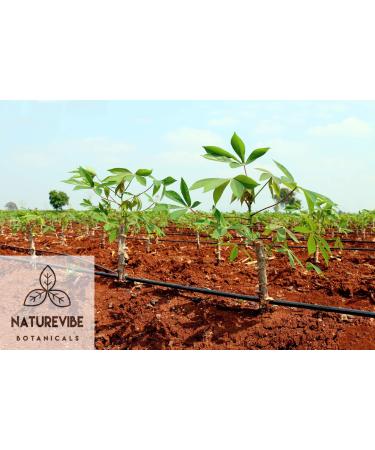 Naturevibe Botanicals Tapioca Flour 2lbs | 32oz Pack | Cooking Essential - Buy Online on GoSupps.com