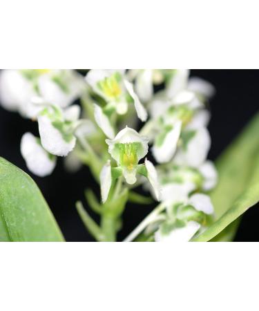 Miniature Orchid | Ornithocephalus Gladiatus | Sword-Shaped Lip & Fan-Shaped Leaves - Buy Online on GoSupps.com