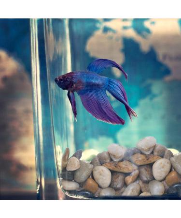 Galashield 2 lb Bag Polished River Rocks for Plants, Vases, Landscaping, Aquariums - 1-2 cm Decorative Stones - Buy Online on GoSupps.com