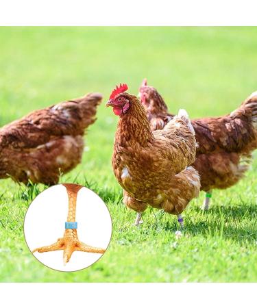 MEWTOGO 100pcs Colorful Numbered Chicken Leg Bands - Poultry Identification Rings for Birds - 16mm Size for Various Species - Buy Online on GoSupps.com