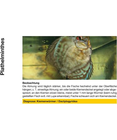 Sera 02260 mycopur - medicine for ornamental fish against fungi (mycosis) - Buy Online on GoSupps.com