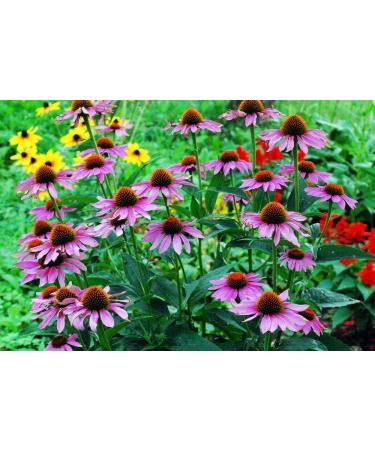 Hua Xian Zi Echinacea Purple Flower Seeds - 2000 Coneflower Seeds for International Shipping - Buy Online on GoSupps.com