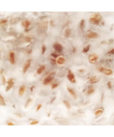 Golden Oyster Mushroom Grain Spawn - 1 lb. Freshly Made & Ready to Use - Buy Online on GoSupps.com