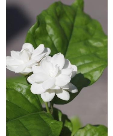 Okinawa limited edition products tea tea bag value pack type 5gX48 bags - Buy Online on GoSupps.com