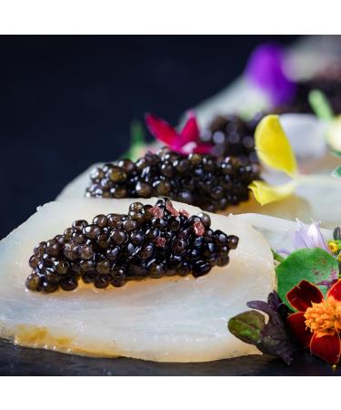 Northern Divine (Canadian Farmed) White Sturgeon Caviar - 30gr Tin - Buy Online on GoSupps.com