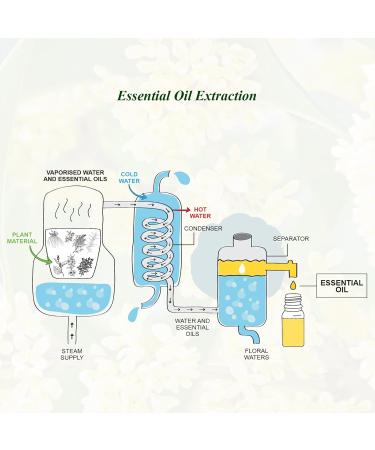 Osmanthus Essential Oil 100ml - Pure Aromatherapy for Diffusers Skin Soap Perfume & More - International Shipping Available - Buy Online on GoSupps.com