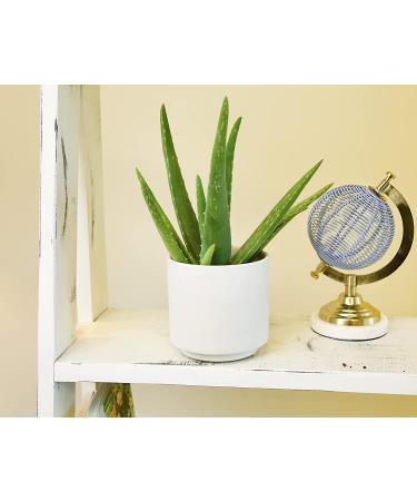 Live Aloe Vera Succulent Plant in 3.5 Inch Pot by Plants for Pets - Indoor House Plant - Buy Online on GoSupps.com