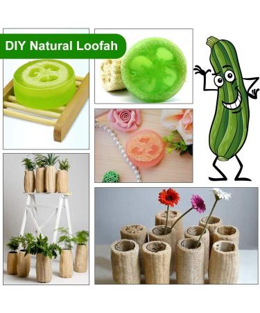 6 Pieces Natural Luffa Sponge Set | Exfoliate Dead Skin Ideal for Bath Shower & Kitchen Scrub | Eco-Friendly Personal Care & Decoration - Buy Online on GoSupps.com