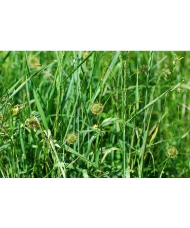 Wood Avens Rhizome Tea | Geum Urbanum L | Beno te Commune Rhizome Tisane | Health Embassy (100g) - Buy Online on GoSupps.com