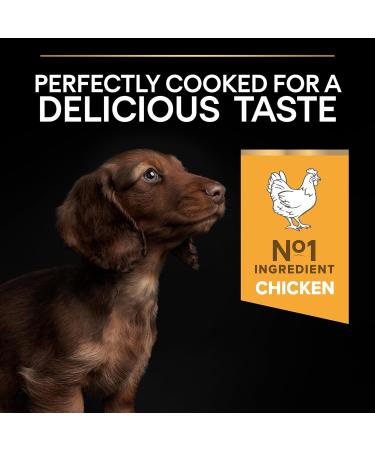 PRO PLAN Small & Mini Puppy with OPTISTART Rich in Chicken - 7 KG - Dry food for small breed puppies - Buy Online on GoSupps.com