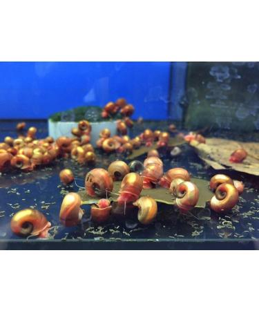 NatureHolic - AlgaePlate Natural Cut - For Herbivores and Weekenders for Shrimp Snails and Catfish in the Aquarium - 10 g - Buy Online on GoSupps.com