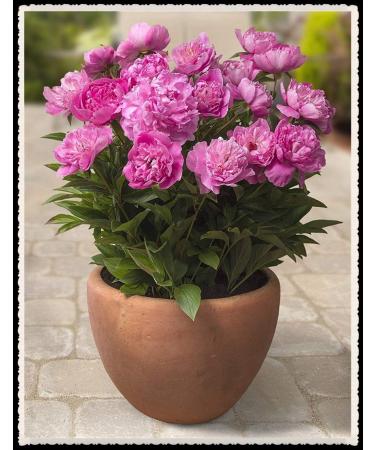 Peonia Roots-Fiori romantici profumati popolari Incredibile matrimonio segreto in casa in casa-3Bulbi Rosa