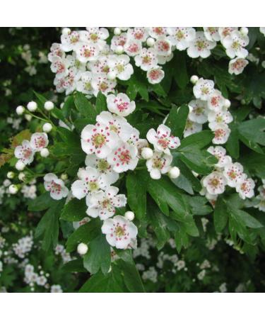  Alpi Nature Alpi Nature Hawthorn Herbal Tea 1kg Loose Leaf Tea Dried and Cut Hawthorn Leaves and Flowers - Buy Online on GoSupps.com