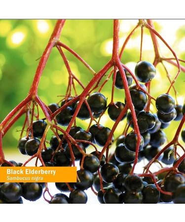 Herb Pharm Certified Organic Black Elderberry Liquid Extract for Immune System Support Alcohol-Free Glycerite 4 Ounce 4 Fl Oz (Pack of 1) Alcohol-free Glycerite - Buy Online on GoSupps.com