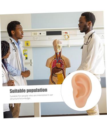 Silicone Ear Model - Specialty Tools for Ear Care - 3D Fake Human Ear Presentation Model - Buy Online on GoSupps.com