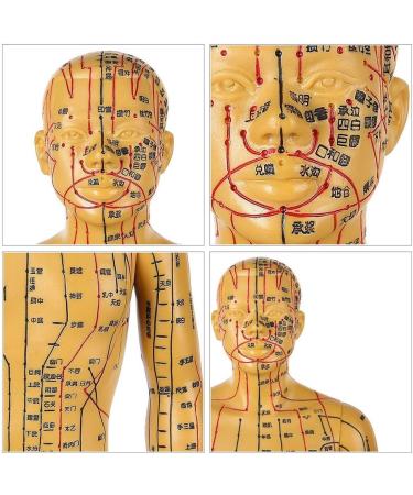Human Acupuncture Template - Traditional Chinese Medicine Meridian and Acupoint Teaching Model - Man and Woman Acupuncture with Points - Buy Online on GoSupps.com