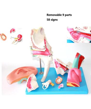 Human Ear Structure Anatomical Model 4 Times Life Size Medical Props Model 8 Parts Inner Ear Ear External Ear Tympanum Eardrum Listen to Small Bones Humerus Anatomy - Buy Online on GoSupps.com
