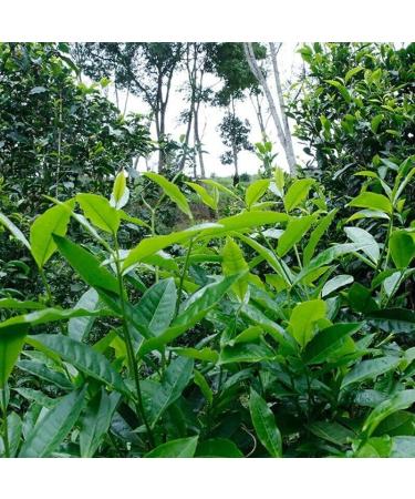 HELLOYOUNG 357g G teau de th Pu-erh biologique vieilli du Yunnan chinois riche h ritage culturel moelleux cors et sans additifs - Buy Online on GoSupps.com