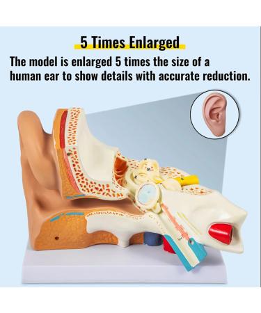 Human Ear Model 3D Model of Ear Display Outer Middle Inner Ear Model with Base 4 Times Enlarged Human Ear Medical Model for Teaching Research Biologists and Doctors - Buy Online on GoSupps.com