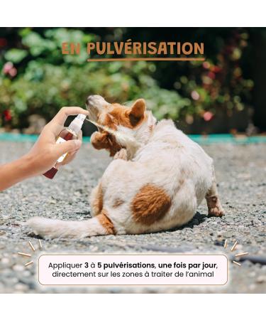 Museau & Co Vinegar of the 4 Thieves for Dogs and Cats - Parasites Shine of the Coat Natural Anti-Itch Grandma's Remedy Made in France (100ml) - Buy Online on GoSupps.com