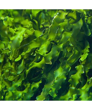 Under Eye Patches Eye Gel Patches 60x Moisturizing Eye Patches Rejuvenating Facial Pillows Bachelorette Party Favors for Men and Women - Buy Online on GoSupps.com