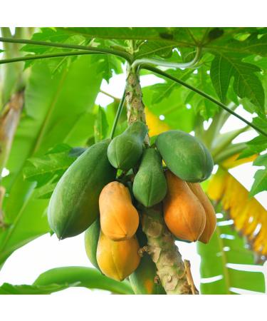 Relaxcation Pure Papaya Seed Oil Cold Pressed & Unrefined Natural Oil from India | Lightweight Plant Extract for Smooth Texture Radiant Skin & Daily Botanical Blends (0.5 oz) 0.5 Fl Oz (Pack of 1) - Buy Online on GoSupps.com