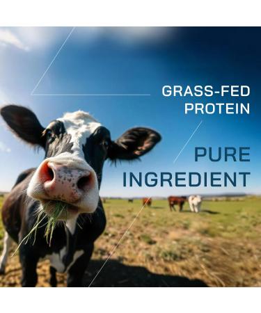 GOPOWER Whey Protein Powder with BCAAs Grass Fed Protein Powder 2 Pound 18 Servings Iced Coffee - Buy Online on GoSupps.com