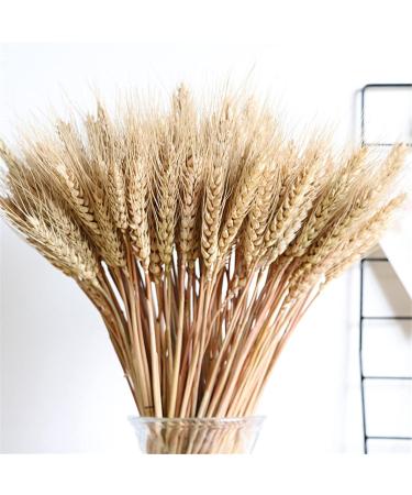 Dried Wheat Stalks 100Pcs Dried Wheat Sheaves Rustic Natural Ears of Wheat Natural Wheat Decor for Home Farmhouse Fireplace Wedding Party and Table/523 - Buy Online on GoSupps.com
