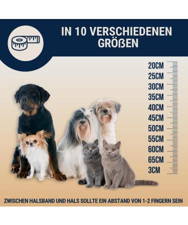 Nosli Amber Necklace Collar for Dogs & Cats | Baltic Amber Dog Collar - 20cm - Buy Online on GoSupps.com