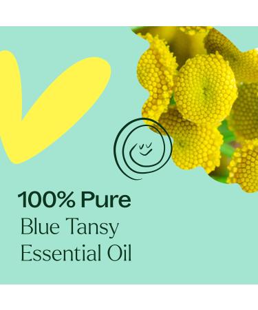 Plant Therapy Blue Tansy Essential Oil 100% Pure Undiluted Natural Aromatherapy Therapeutic Grade 2.5 mL (1/12 oz) 0.09 Fl Oz (Pack of 1) - Buy Online on GoSupps.com