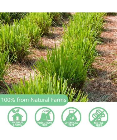 Premium Lemongrass Tea Bags 100 Tea Bags(7.06 Oz/200g) 100% Natural Lemon Grass Leaves No Additives & Caffeine free. - Buy Online on GoSupps.com