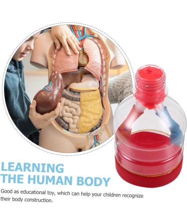 Kidcraft Playset 3 Sets Sports Toys & Puzzle Teaching Model Aid Lung Assembly Demonstration Set - 3 Pcs, 12x5.5CM - Buy Online on GoSupps.com