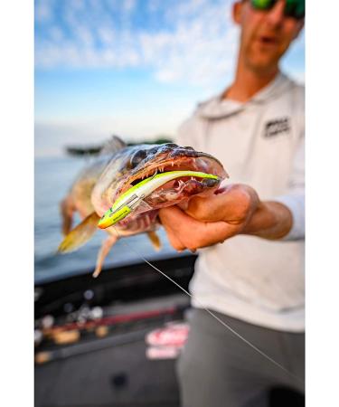 Berkley Gulp! Alive! 1-Inch Minnow Smelt - Realistic and Lifelike Fishing Bait - Buy Online on GoSupps.com