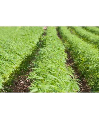 Organic Hemp Seeds 2 Pounds - Non-GMO Raw Hearts | Hulled, Kosher, Vegan | Protein & Iron-Rich, Low Carb, Bulk | Ideal for Oatmeal | Product of China - Buy Online on GoSupps.com