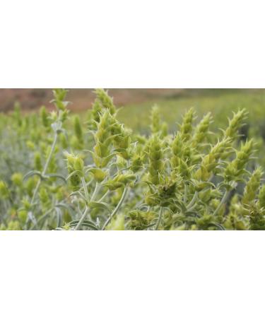 Agrotia Organic Greek Mountain Tea 150 g sliced - Buy Online on GoSupps.com