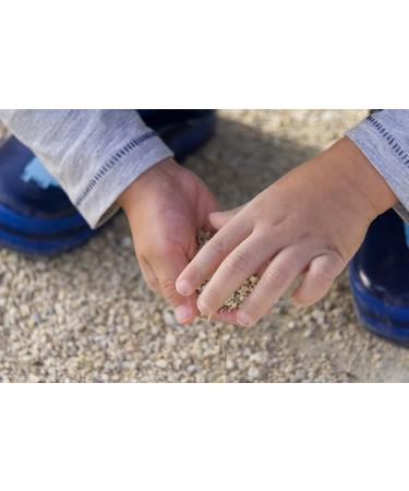 Waldkraft Children's Nail Brush | High-Quality Beech Wood | Vegan & Natural Bristles | Eco-Friendly Care for Kids' Hands - Buy Online on GoSupps.com