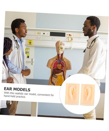 NOLITOY Teaching Ear Model - 2 Pairs Auricular Point Clean Hearing-aid Display Props for Education & Training - Buy Online on GoSupps.com