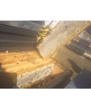 Mellarius Rosemary Honey 970 g - Buy Online on GoSupps.com