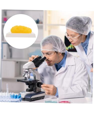 Healvian Fake Body Fat Model 2pcs Students Fat Reminder Sfp Student Learn Fit Motivation Fatty Authentic Tissue 1lb Fat Yellowx2pcs 24X14CMx2pcs - Buy Online on GoSupps.com