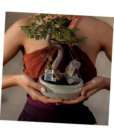 Parliky Pet Water Feeder Small Ants Feeder Ants Drinking Bowls Transparent Ants Feeding Cup Plastic - Buy Online on GoSupps.com