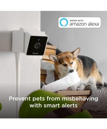 Petcube Cam Indoor Wi-Fi Pet and Security Camera with Phone App  Pet Monitor with 2-Way Audio and Video  Night Vision  1080p HD Video and Smart Alerts for Ultimate Home Security 1 camera - Buy Online on GoSupps.com