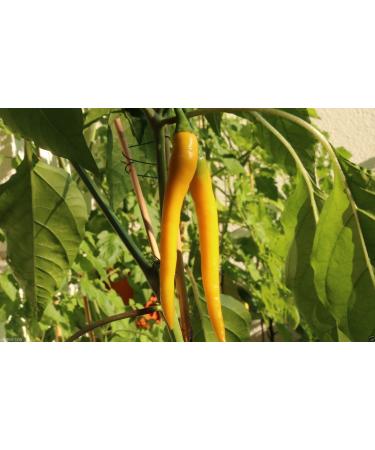 30 sementi biologiche Golden Pepe di cayenna (Capsicum annuum) freschi essiccati in salamoia Hot Sauce