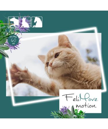 Felimove Motion Joint Liquid for Cats - Glucosamine MSM & EPA for Musculoskeletal Support - Buy Online on GoSupps.com