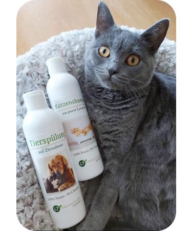 Care set for cats |Shampoo & care flushing |Gentle fur care without chemicals & soap |Against itching |Hypoallergenes |With original Moroccan Lavaerde |2x 250 ml |For short and long fur