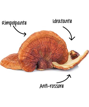 Reishi Instant Hydrating Lotion - Buy Online on GoSupps.com