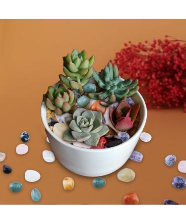 Buy Aitsite Gemstone Set - Natural Multicolor Tumbled Stones (20-30mm) for Healing & Decor | Shop Internationally - Buy Online on GoSupps.com