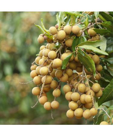 ROYAL THAI - Longanes in syrup - 1 X 565 GR - Buy Online on GoSupps.com