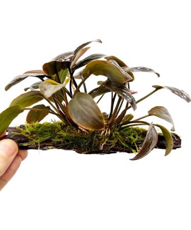 Lagenandra meeboldi Red on Driftwood for Aquariums - Buy Online on GoSupps.com